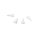 Pro-ophta® Keiltupfer, 1,5 mm, steril